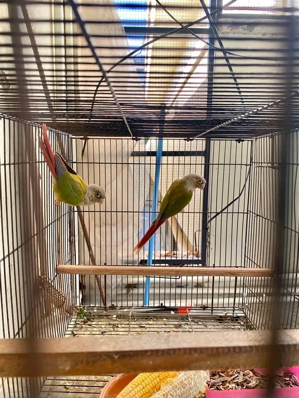 pineapple conure breeder pair 3