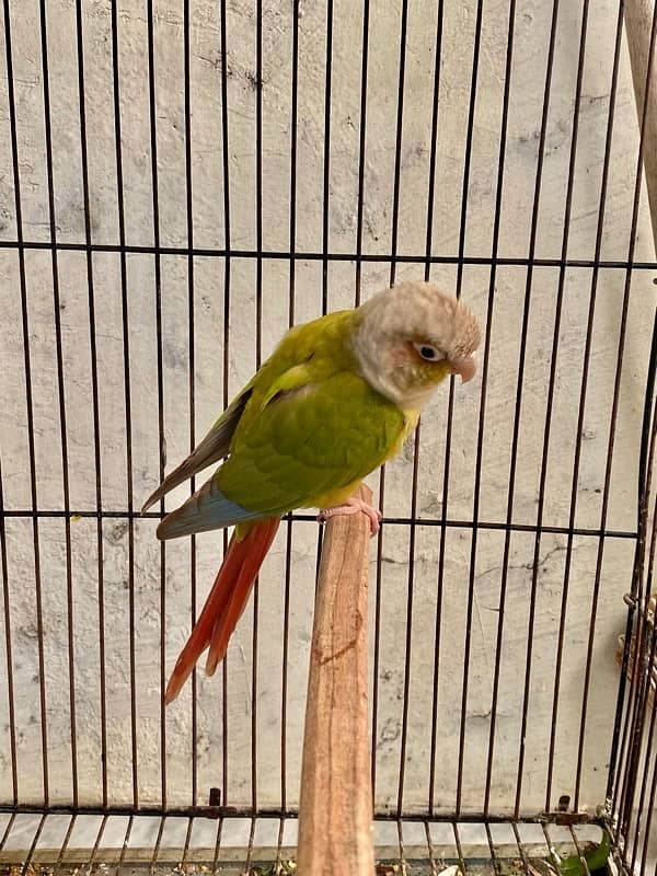 pineapple conure breeder pair 4