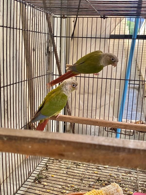 pineapple conure breeder pair 5