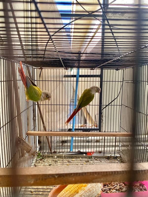 pineapple conure breeder pair 6