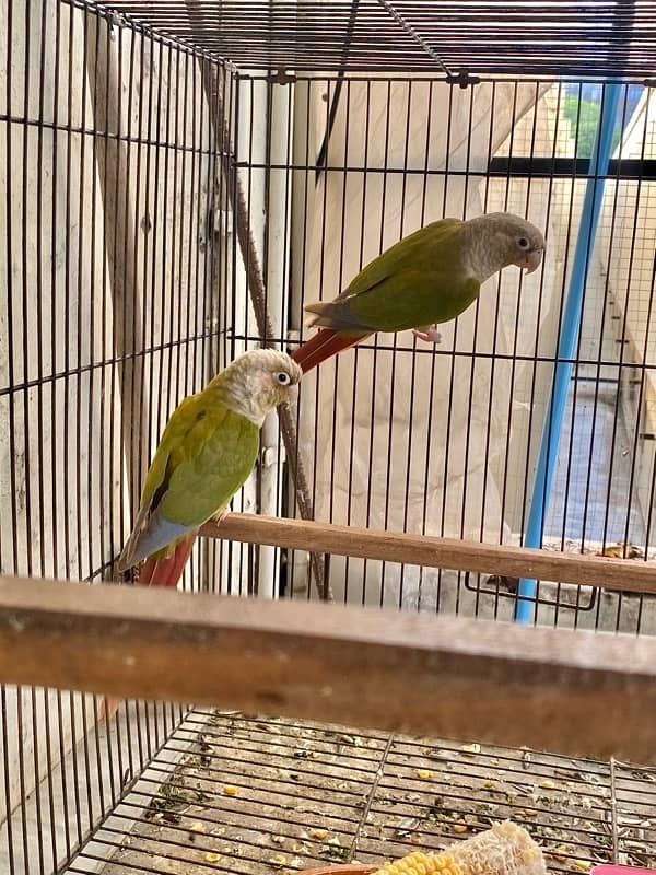 pineapple conure breeder pair 7