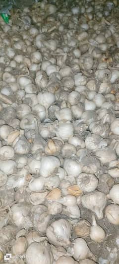 Garlic G1 seed special Quality and premium Dry Seed 0