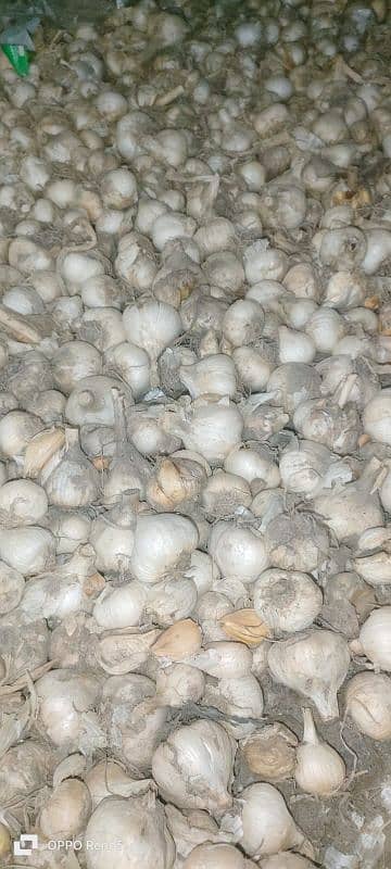 Garlic G1 seed special Quality and premium Dry Seed 0