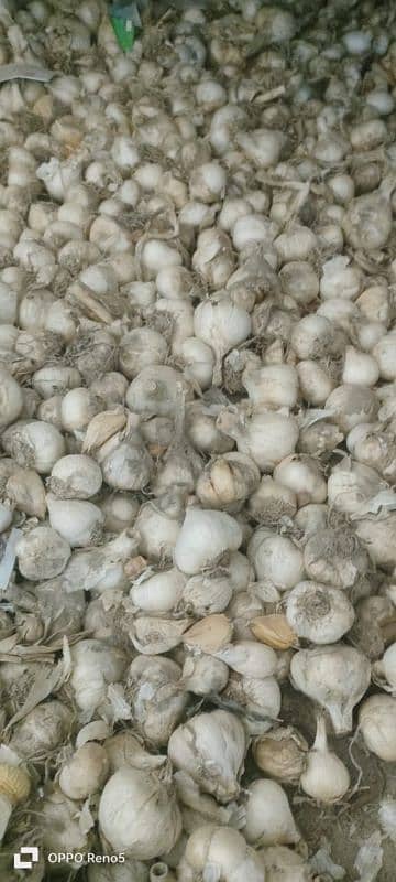 Garlic G1 seed special Quality and premium Dry Seed 1