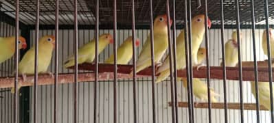 Love birds albino red eyes 2500 one Piece