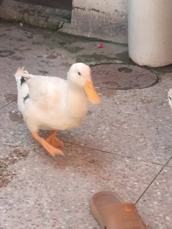 ducks for sale 03014433120 2