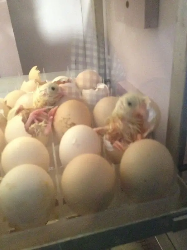 AA-500 eggs Super Automatic Incubator | Egg Hatching Machine For Sale — photo 3