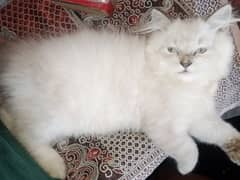 Persian triple coat kitten