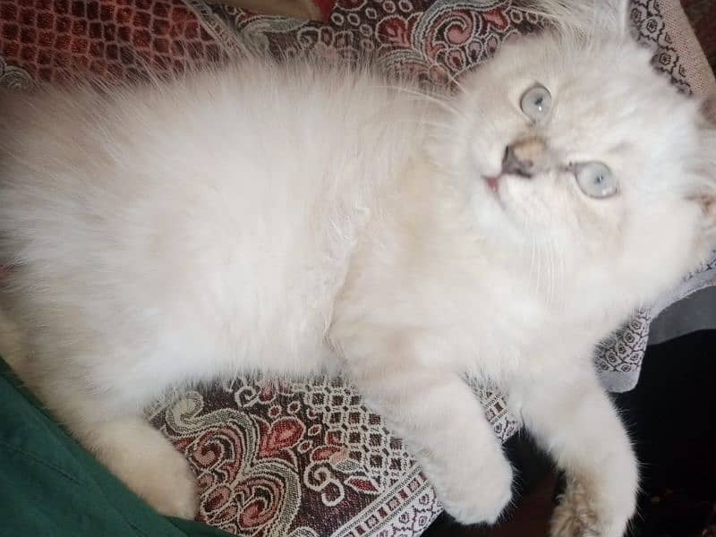 Persian triple coat kitten 1