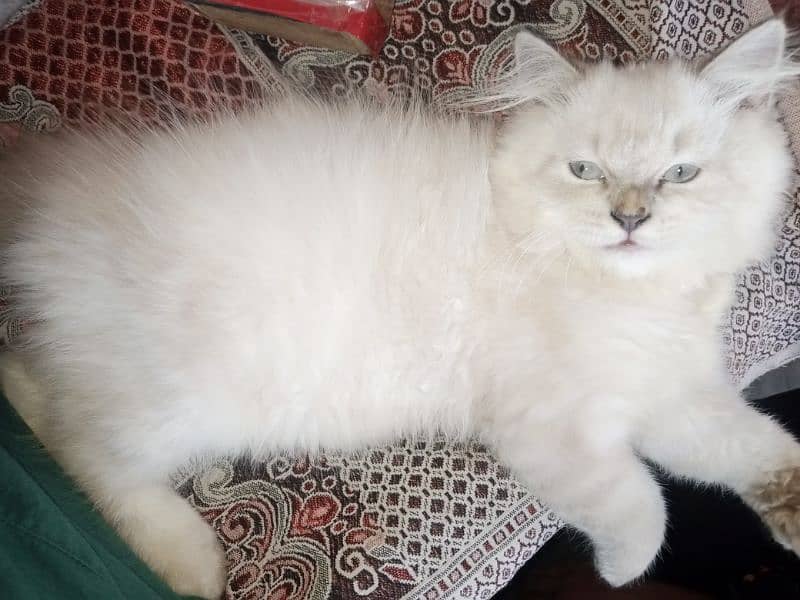 Persian triple coat kitten 2