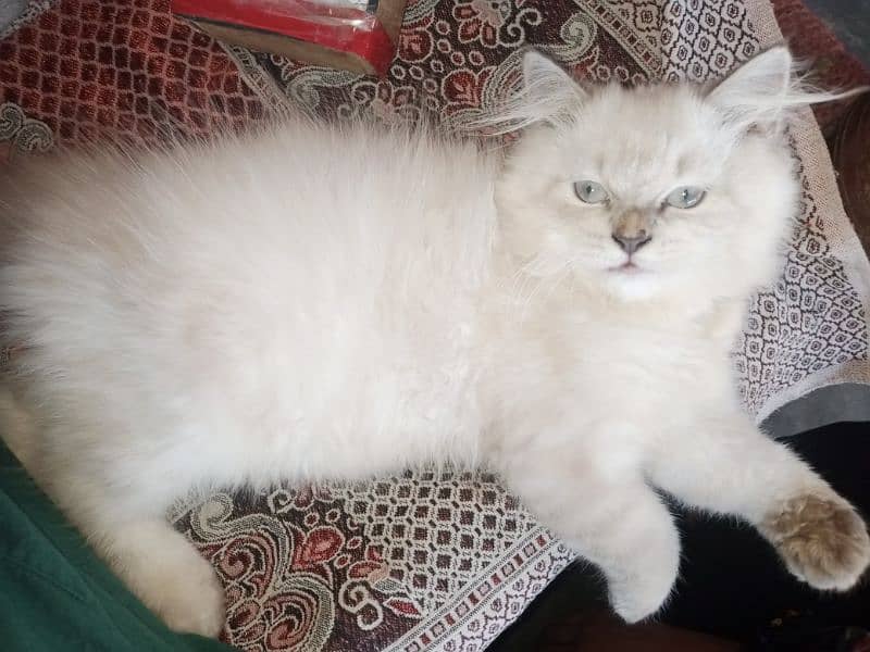 Persian triple coat kitten 4