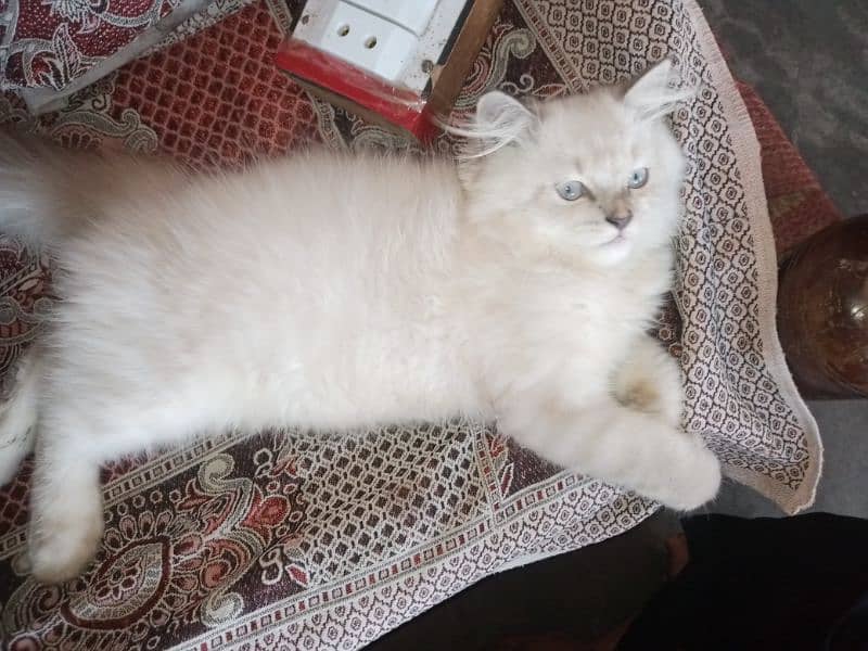 Persian triple coat kitten 6