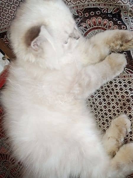 Persian triple coat kitten 7