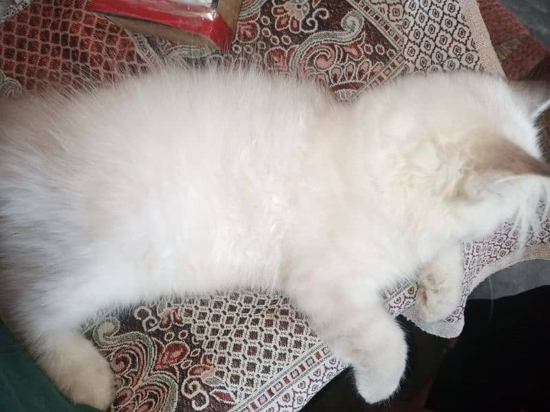 Persian triple coat kitten 8