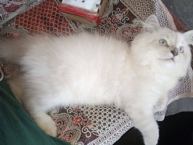 Persian triple coat kitten 9