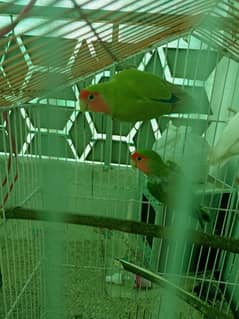 peach face lovebirds for sale