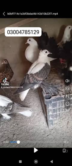 fancy Birds