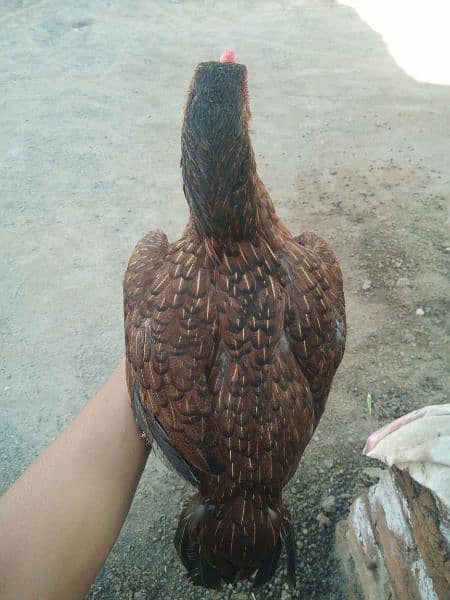 High quality female Aseel hen urgent sale 2