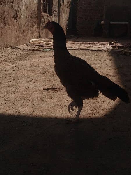 High quality female Aseel hen urgent sale 3