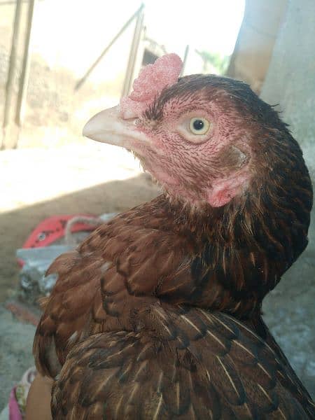 High quality female Aseel hen urgent sale 4