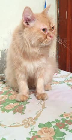 Punch Face Pure Persian Cat Triple Coated