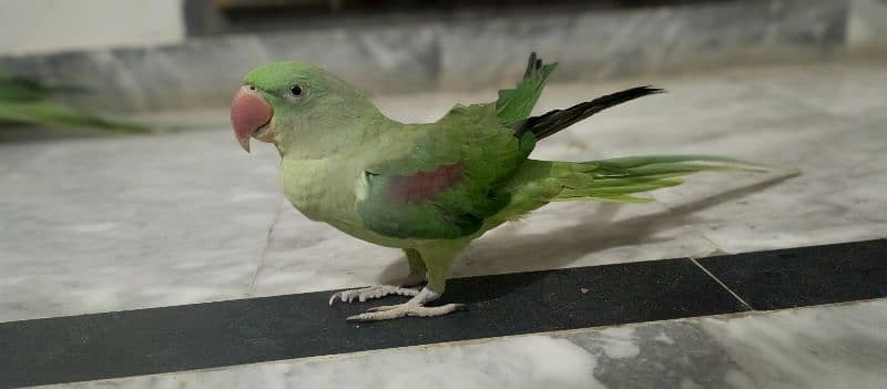 Raw parrots pair with cage 1