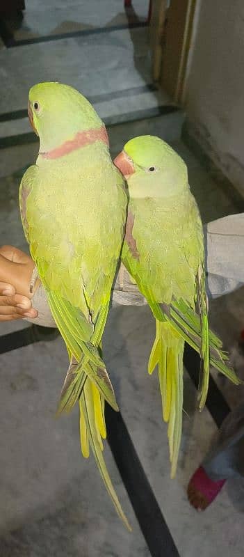 Raw parrots pair with cage 2