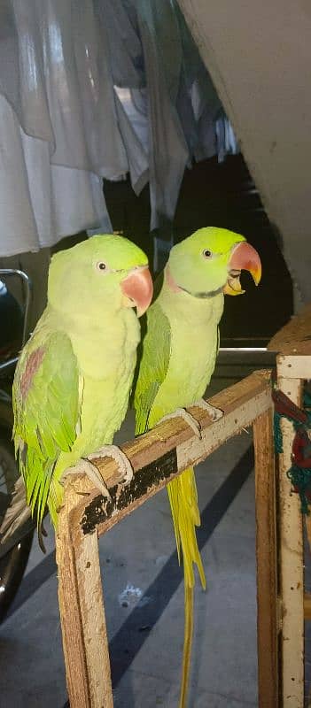 Raw parrots pair with cage 4