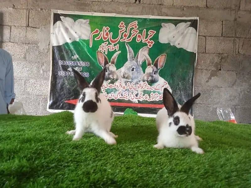 Rabbit/ rabbit for sale / angoora rabbit / khargosh 6