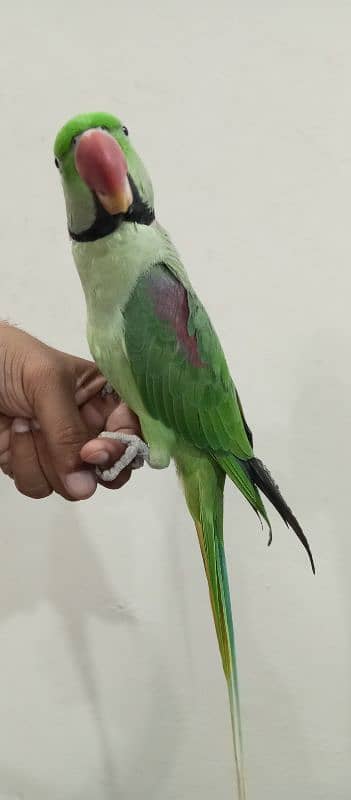 Hand Tamed Raw Parrot 4