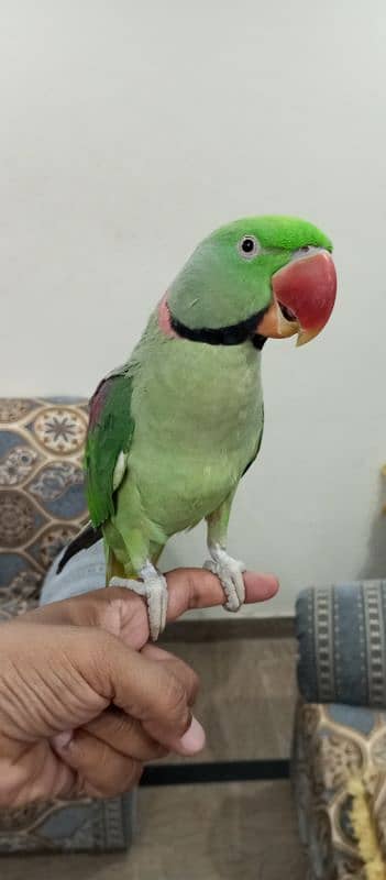 Hand Tamed Raw Parrot 5