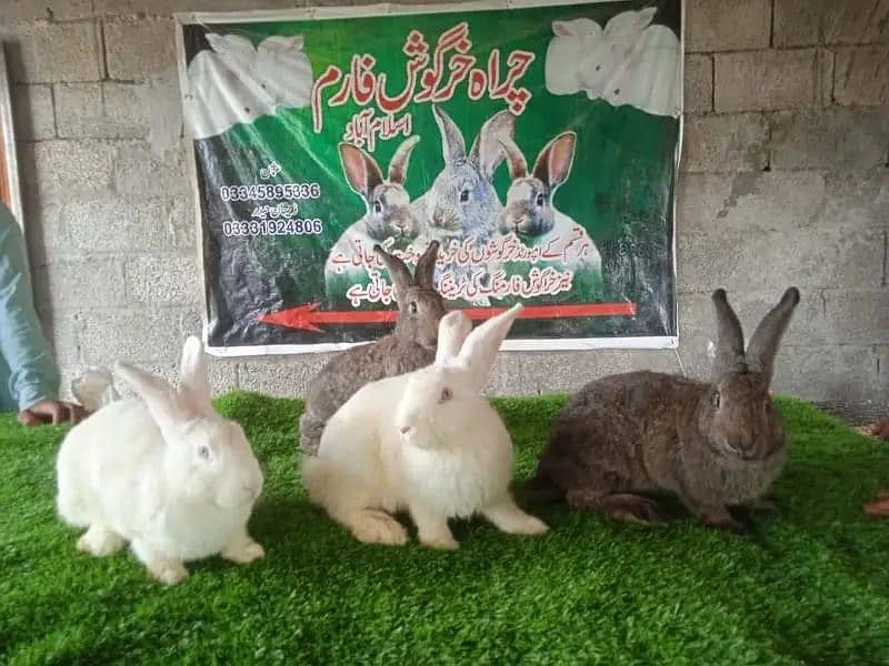 Rabbit/ rabbit for sale / newziland rabbit / khargosh 2