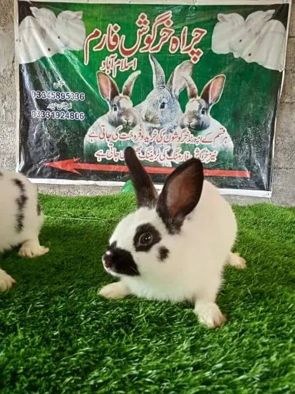 Rabbit/ rabbit for sale / newziland rabbit / khargosh 4