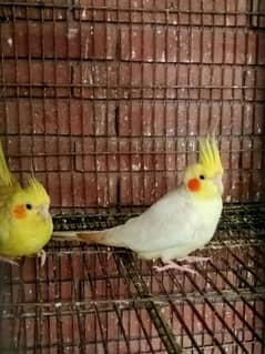 common white breeder pair 1 white chick for sale