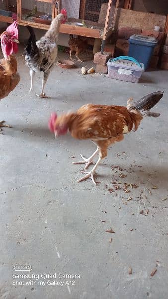 Golden Misri Hens and Cock 1