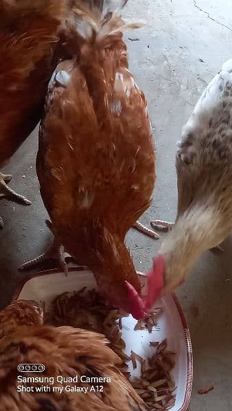 Golden Misri Hens and Cock 3