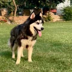 Siberian husky female available