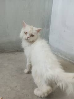 percian cat for sale