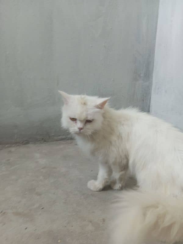 percian cat for sale 2