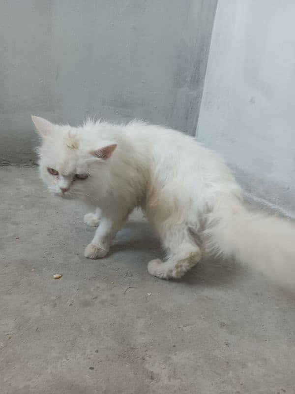 percian cat for sale 3