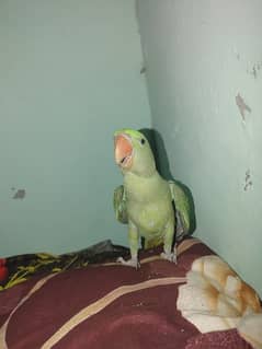 raw parrot for sale 0