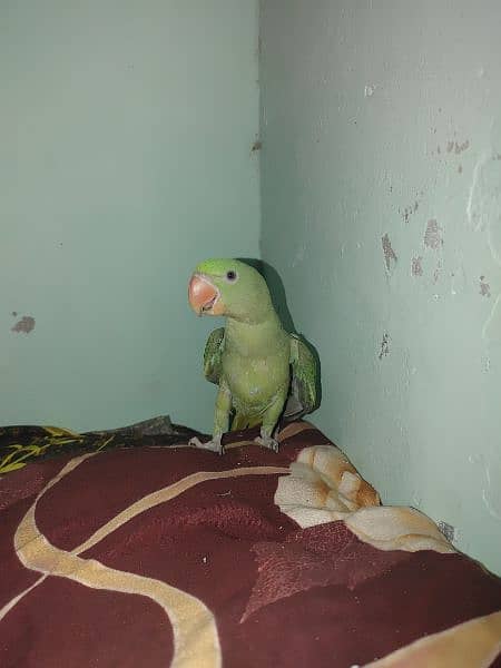 raw parrot for sale 1