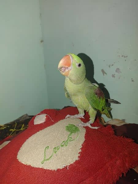 raw parrot for sale 2