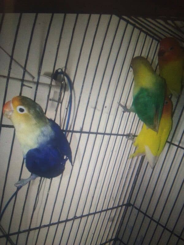 love birds for sale ha 1