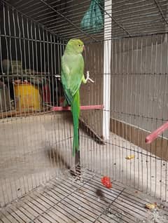 green parot 0