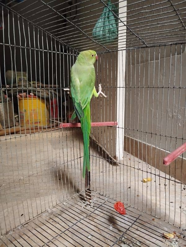 green parot 1