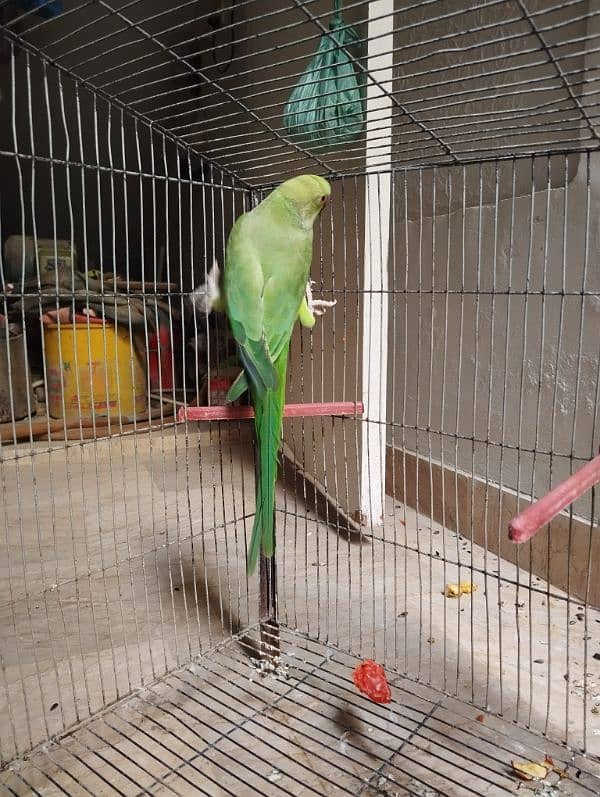 green parot 2