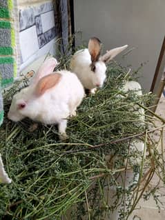 Rabbit pair in cheap price