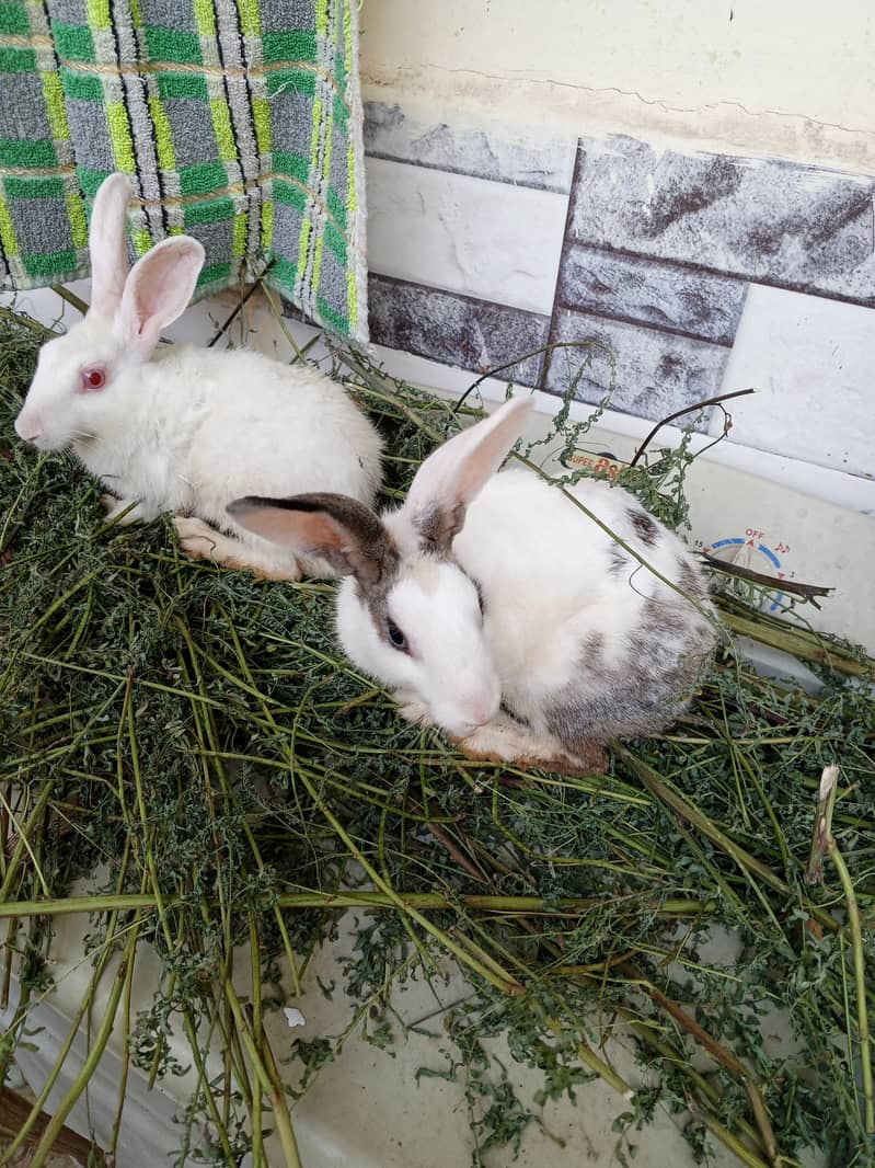 Rabbit pair in cheap price 1