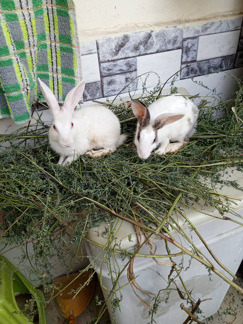 Rabbit pair in cheap price 2